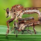 Robberfly