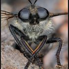 Robberfly