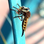 Robberfly (reload)