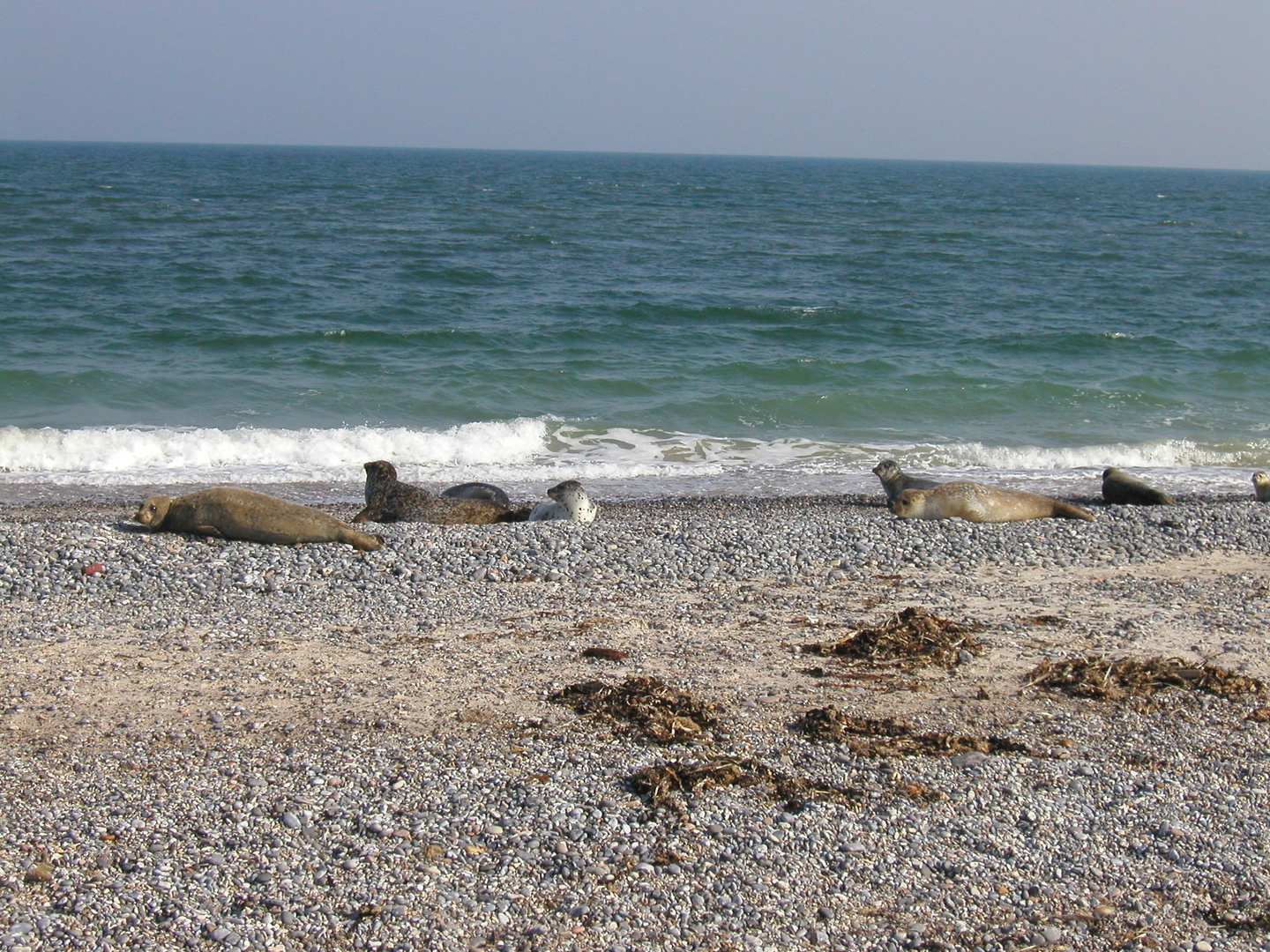 "Robbies" auf Helgoland