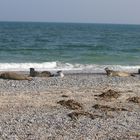 "Robbies" auf Helgoland