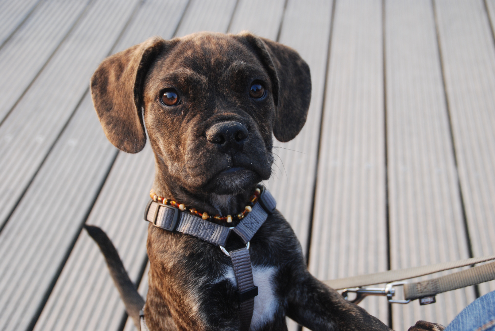 frops hund