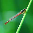 Robe rouge sur fond vert