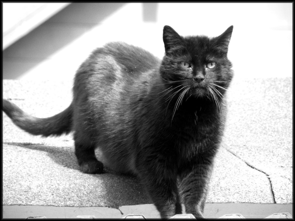 Robert , der Kater mit dem bösen Blick