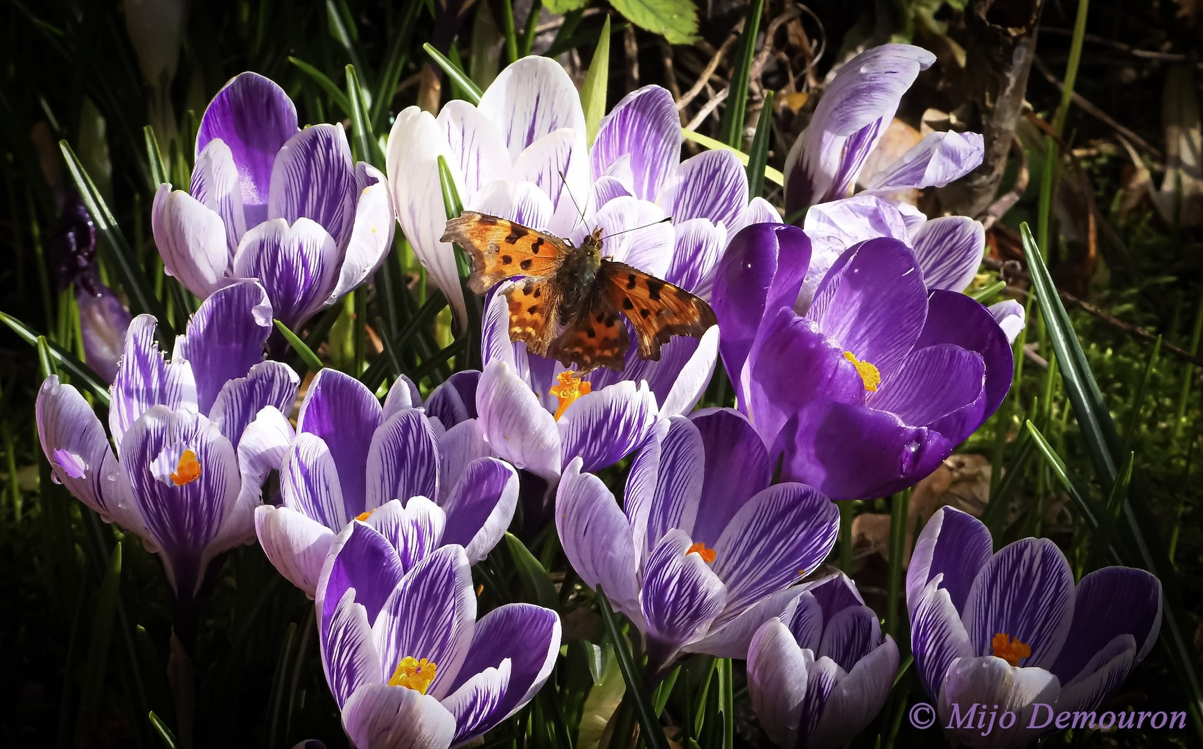 ROBERT LE DIABLE BUTINANT LES CROCUS