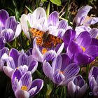 ROBERT LE DIABLE BUTINANT LES CROCUS