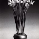 Robert Mapplethorpe - 1988,