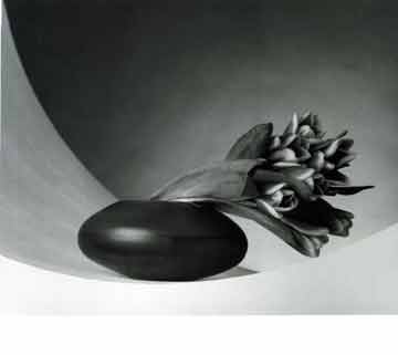 Robert Mapplethorpe - Tulips 1988