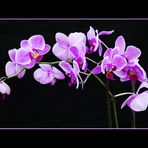 Robert's Orchid