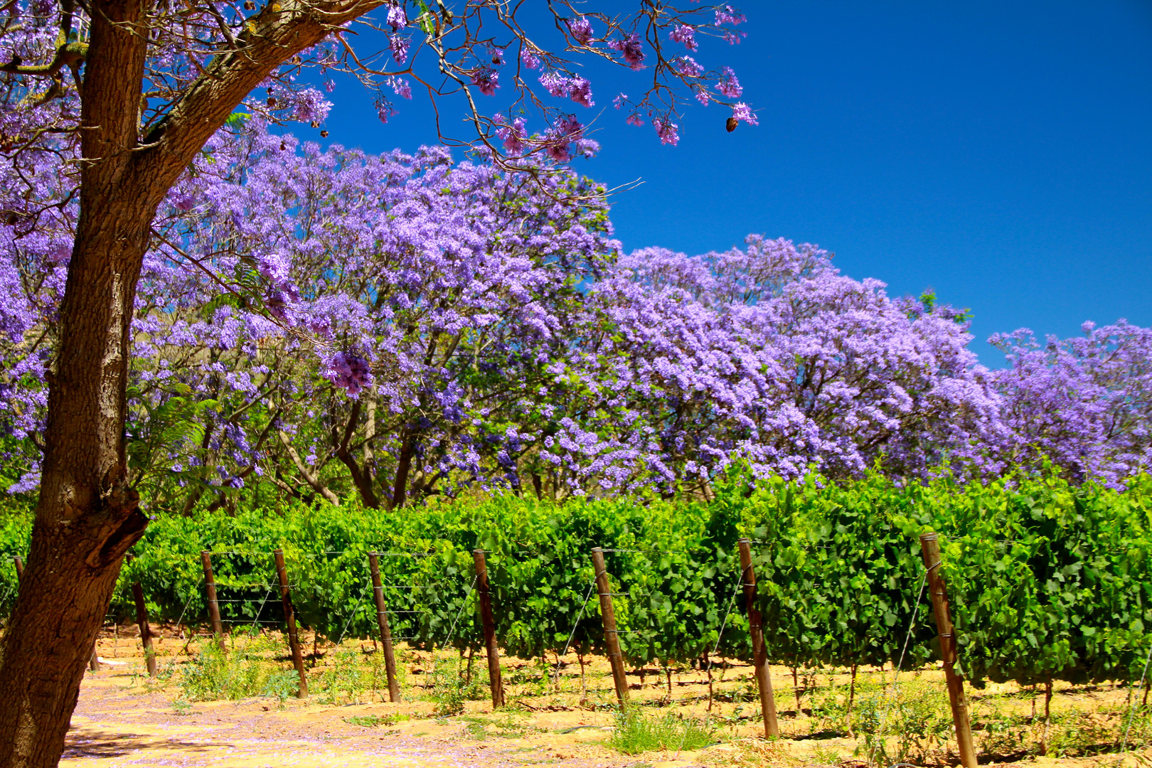 Robertson - Winelands