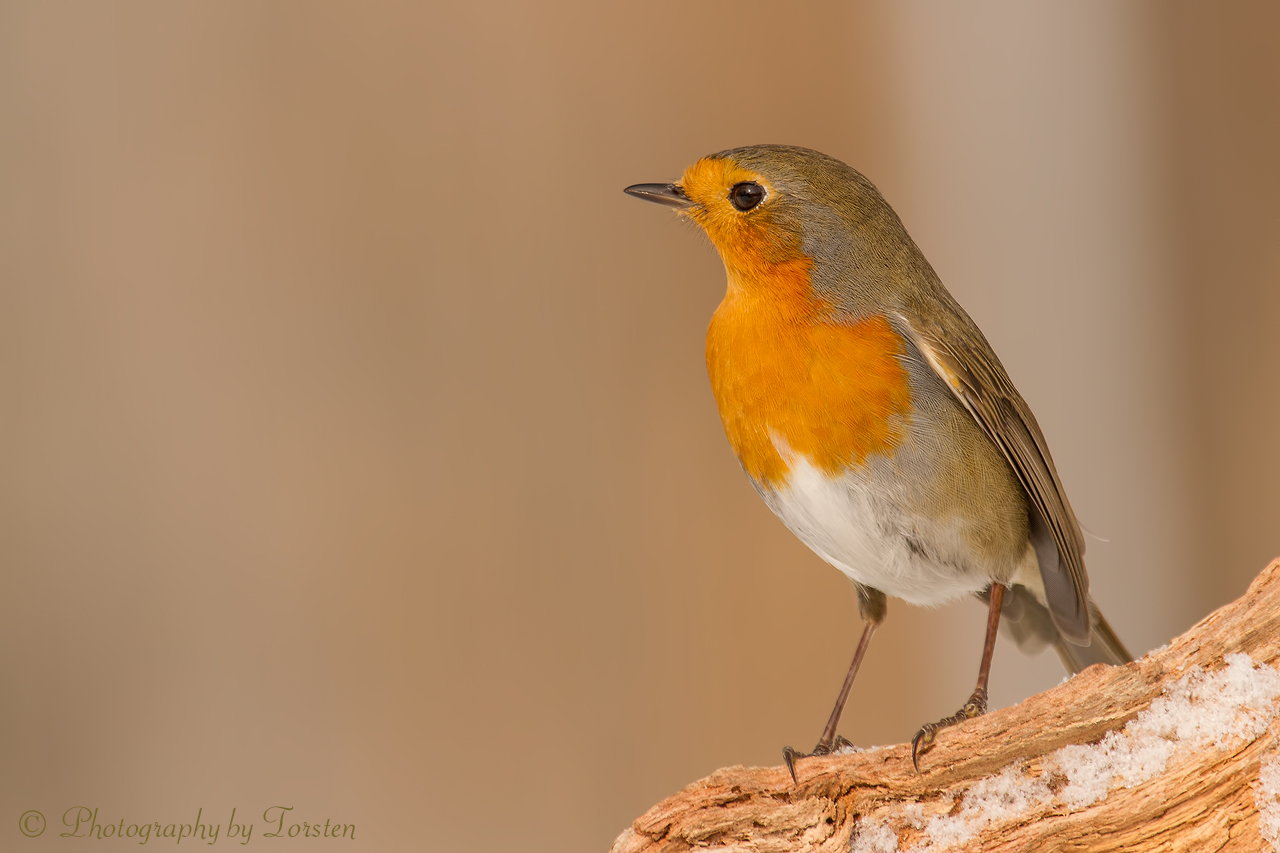 Robin