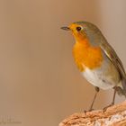 Robin