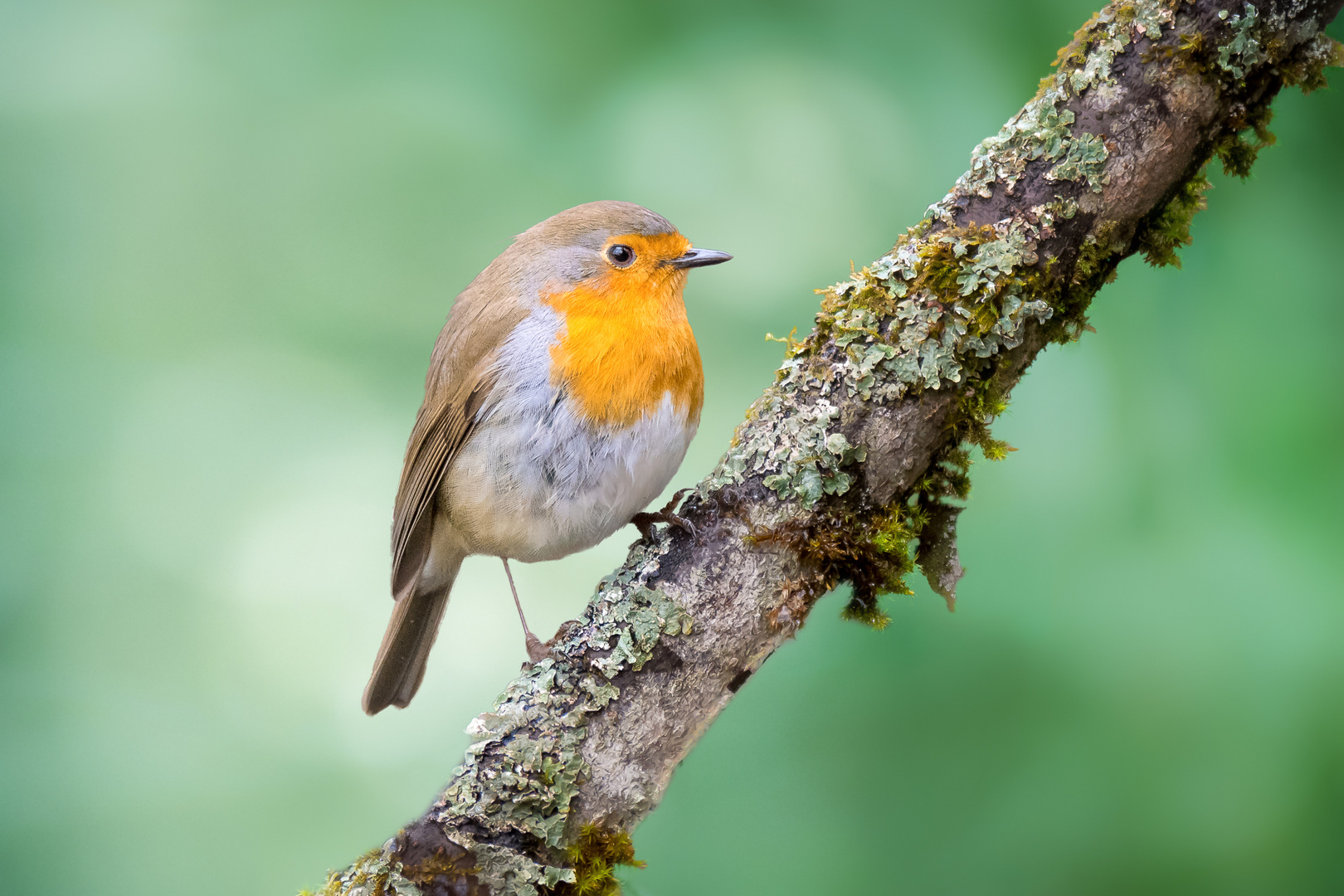 Robin foto bild tiere natur vogel bilder auf fotocommunity