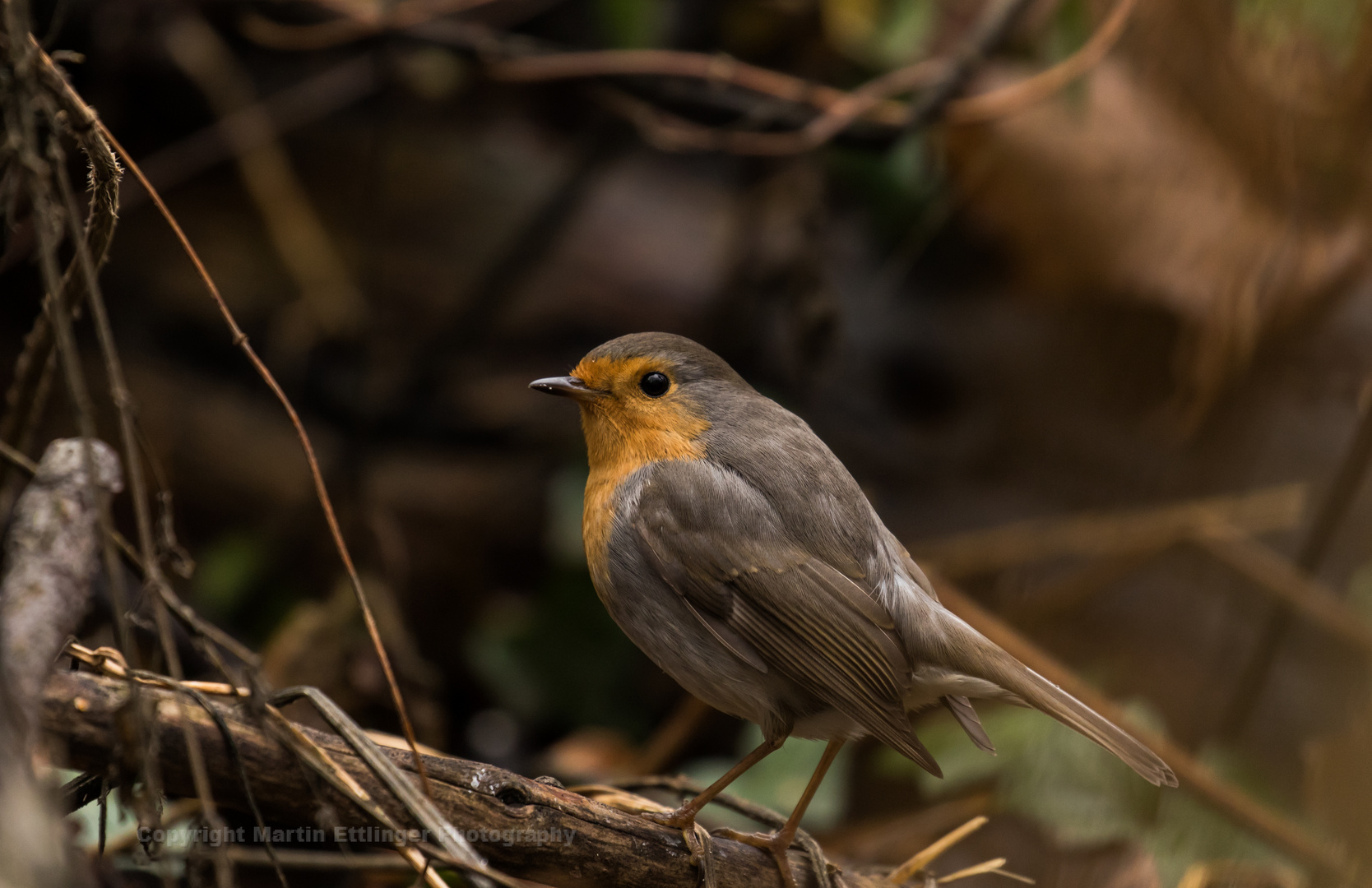 robin 08122018 (1)