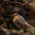 robin 08122018 (1)