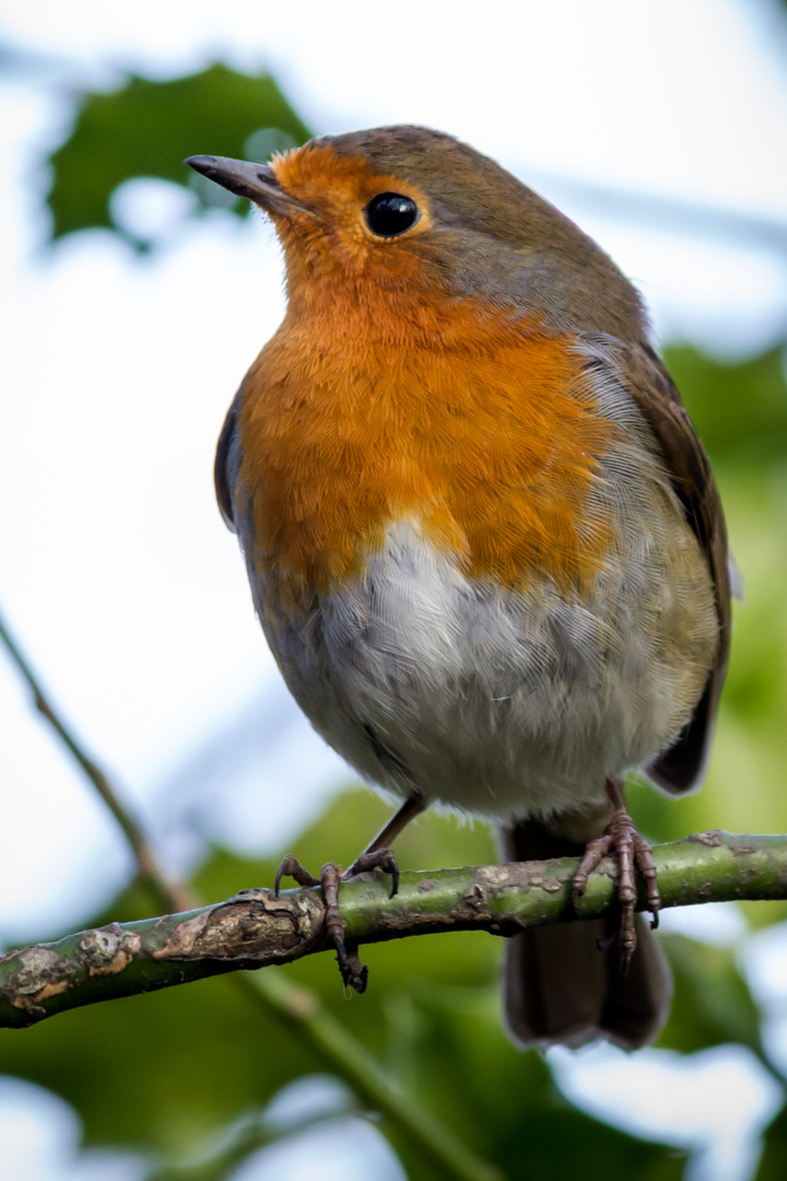 Robin