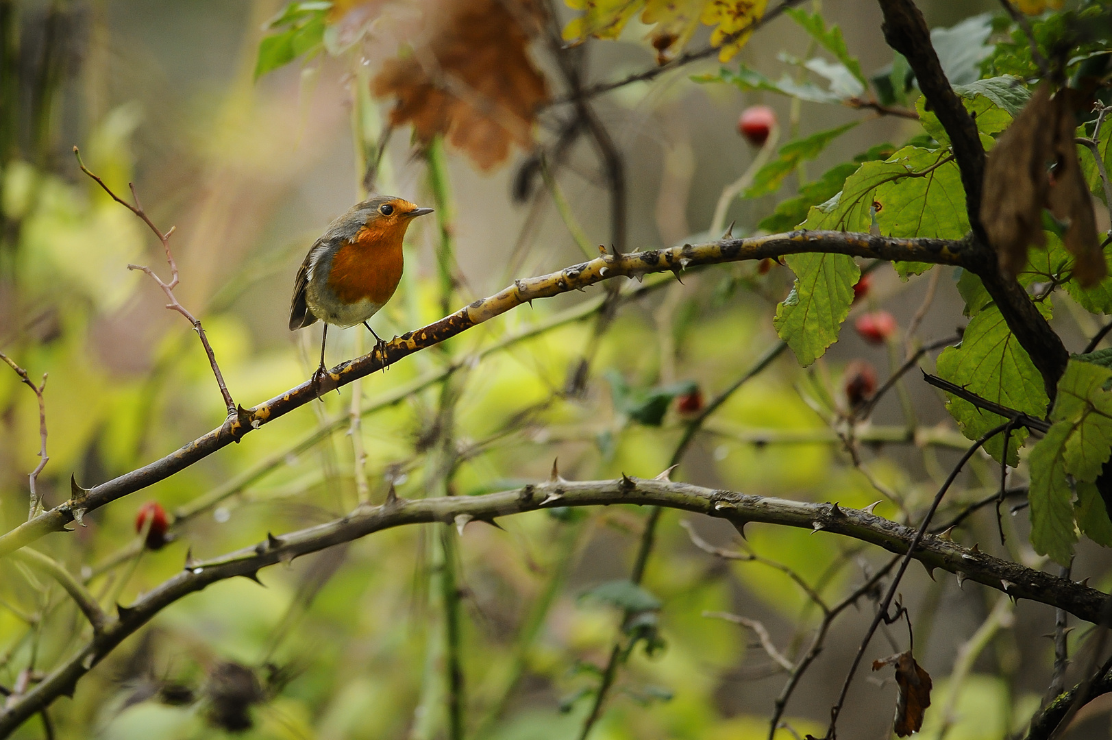 Robin