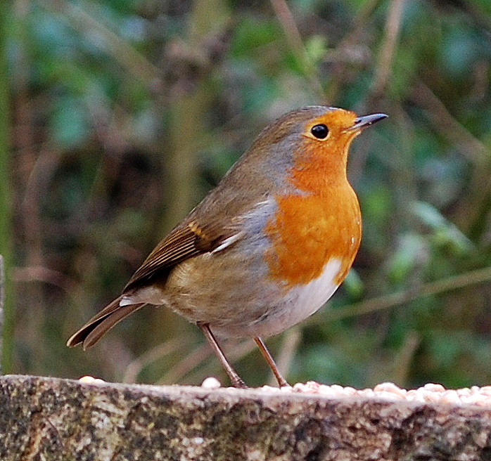 robin 1