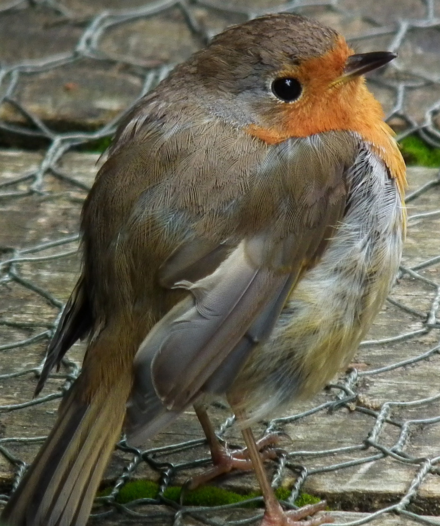 Robin 1