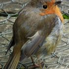 Robin 1