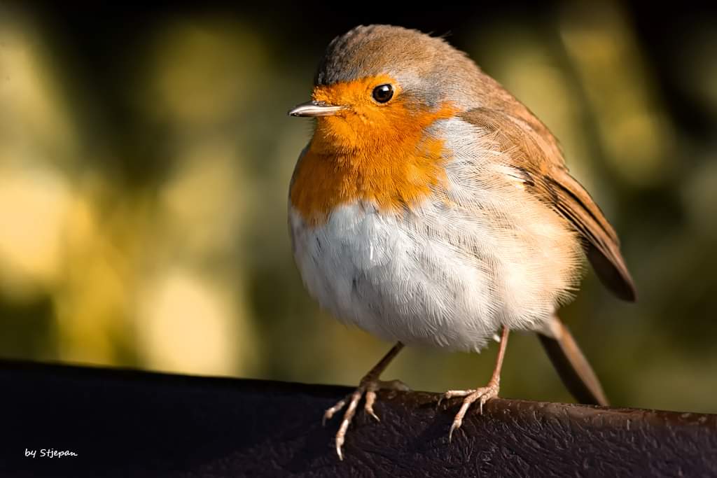 Robin