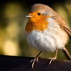 Robin