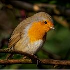 Robin