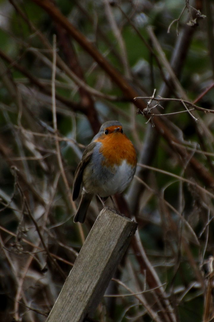 Robin