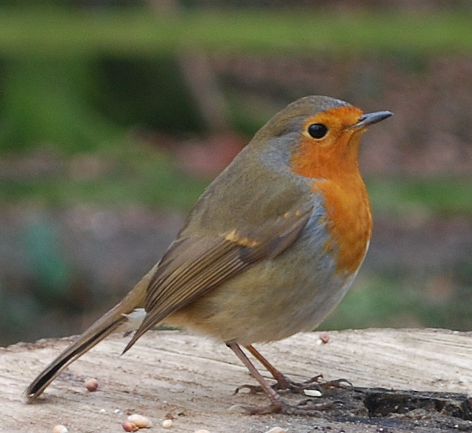 robin 2