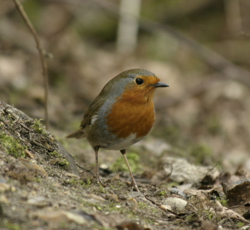 Robin