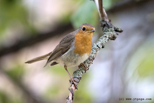 Robin