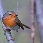 Robin...