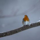 Robin..