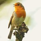 robin