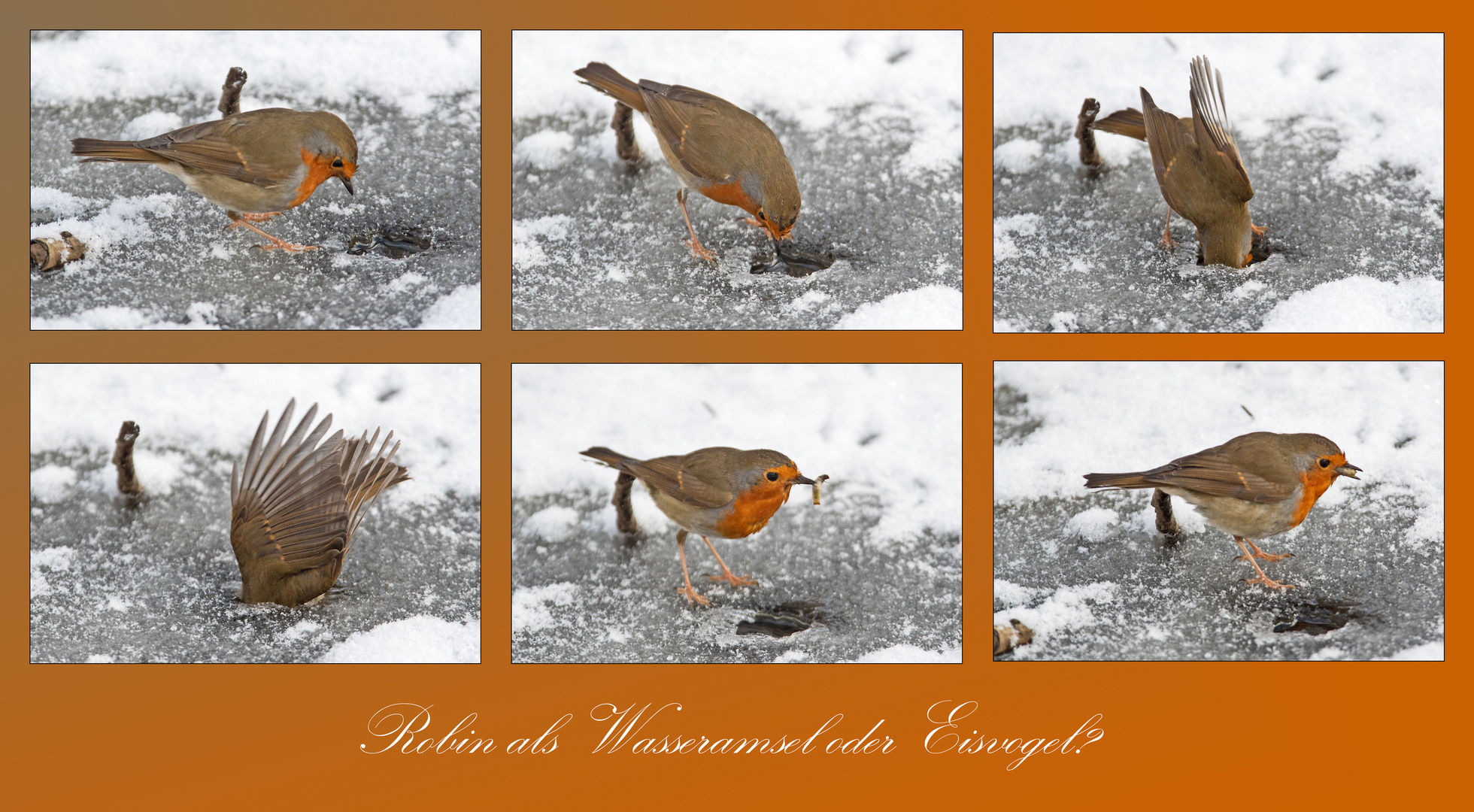  Robin (5) als Wasseramsel oder Eisvogel ? . . .