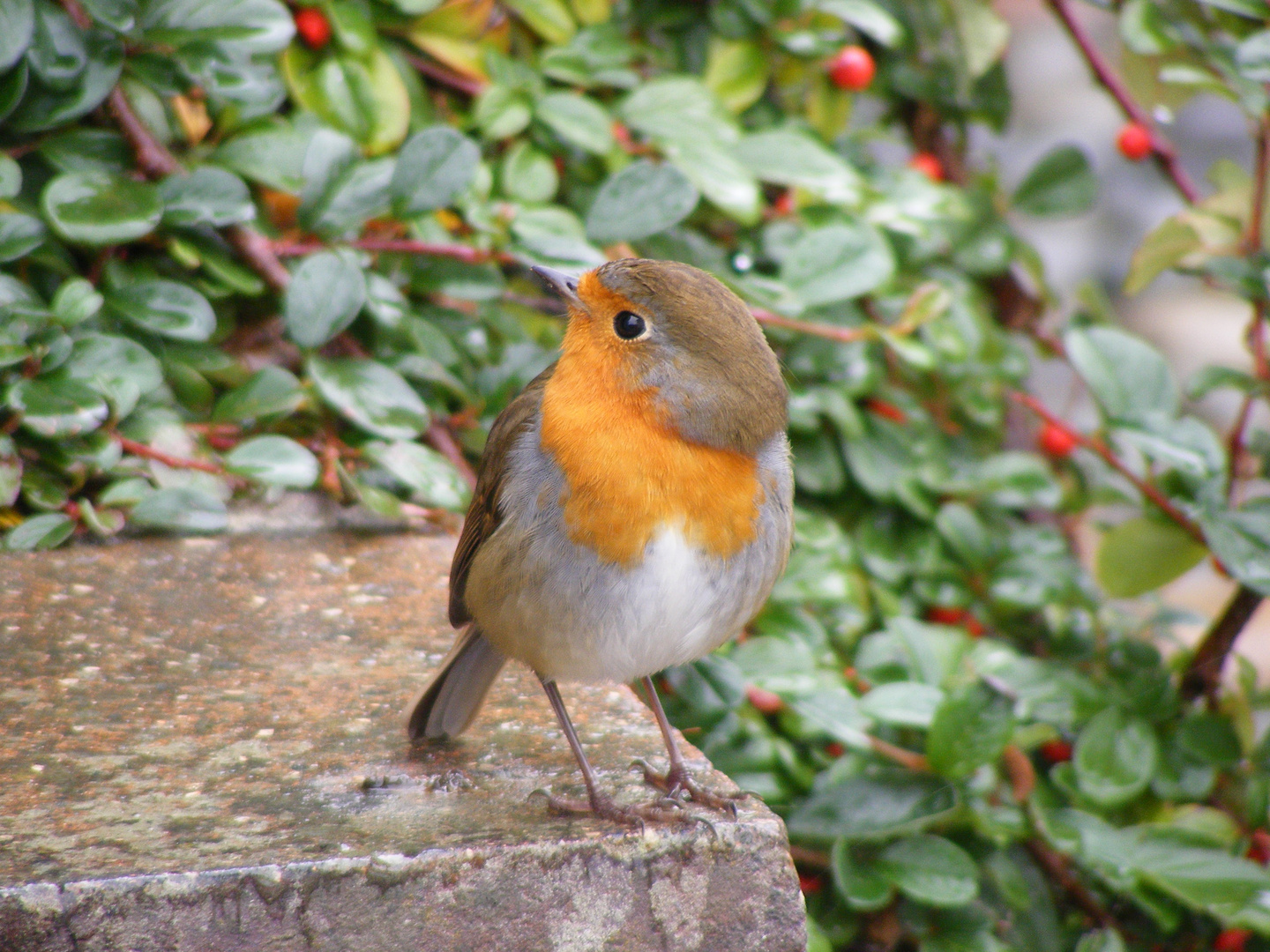 robin