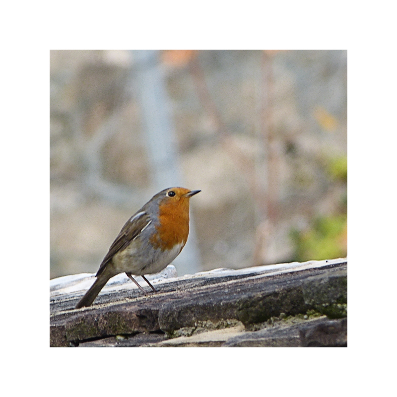 Robin ;-)