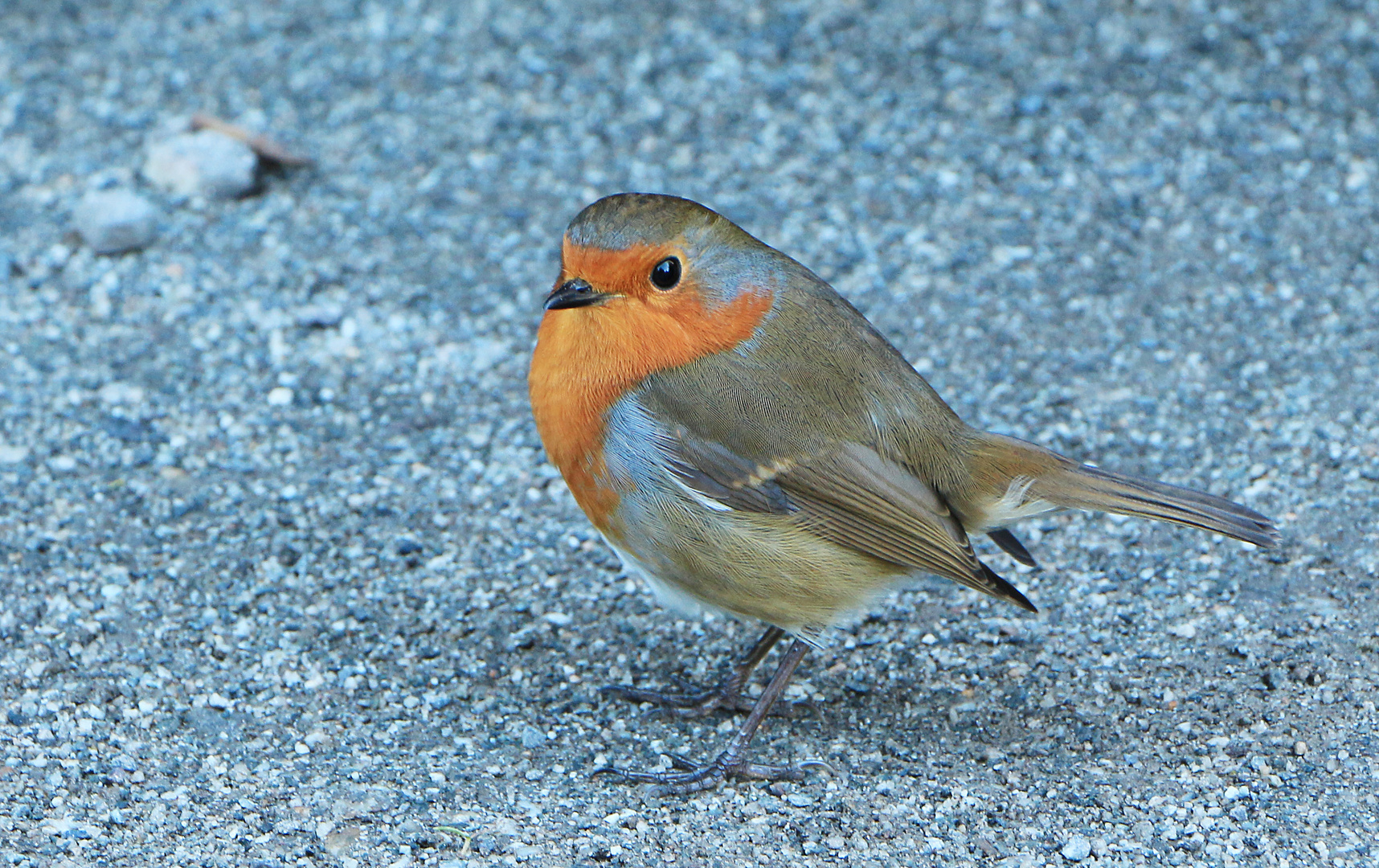 Robin