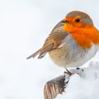 Robin