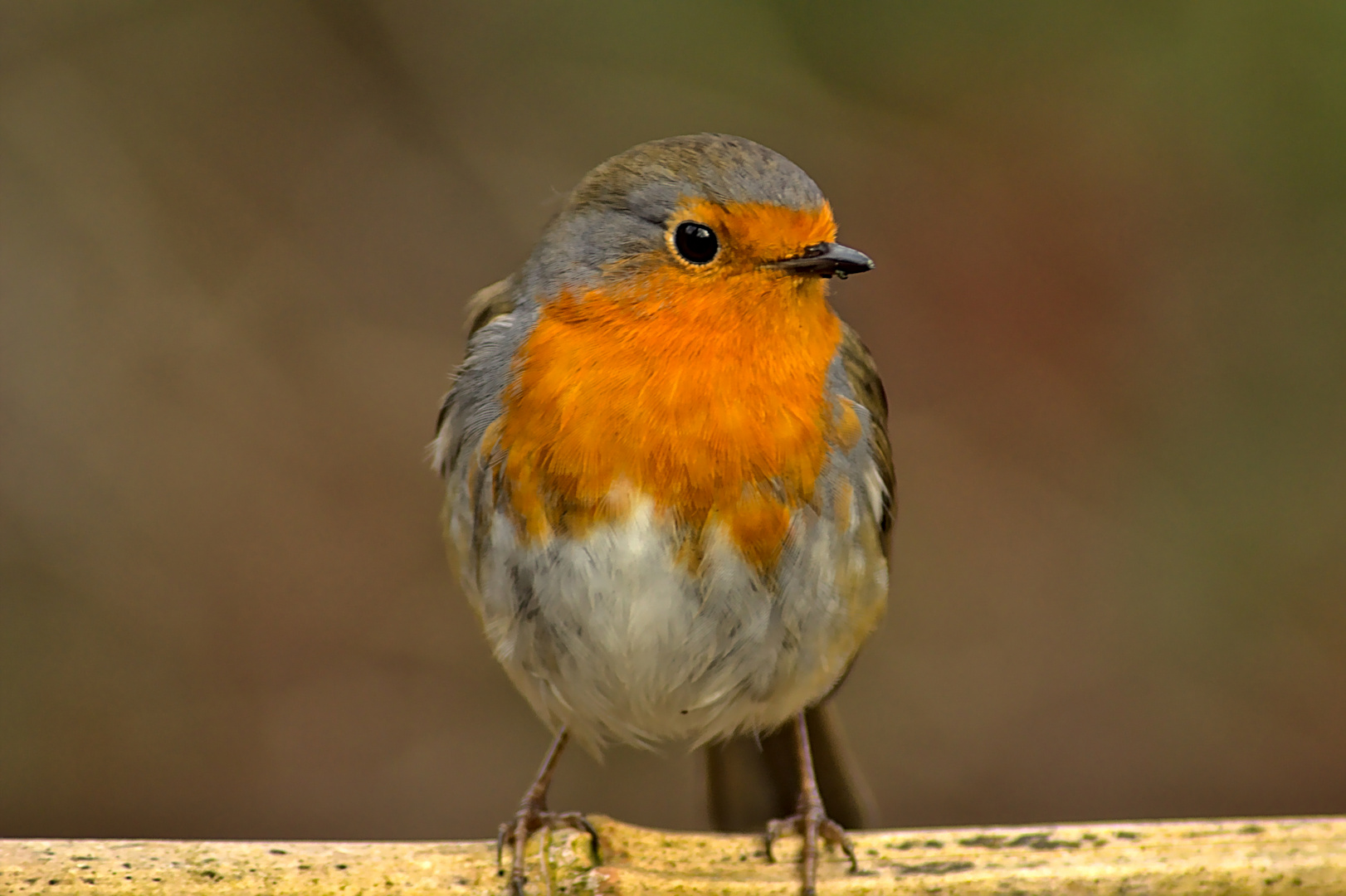 Robin