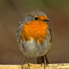 Robin