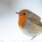 robin