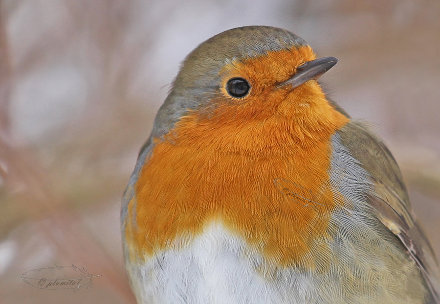 Robin