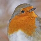 Robin