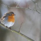 Robin