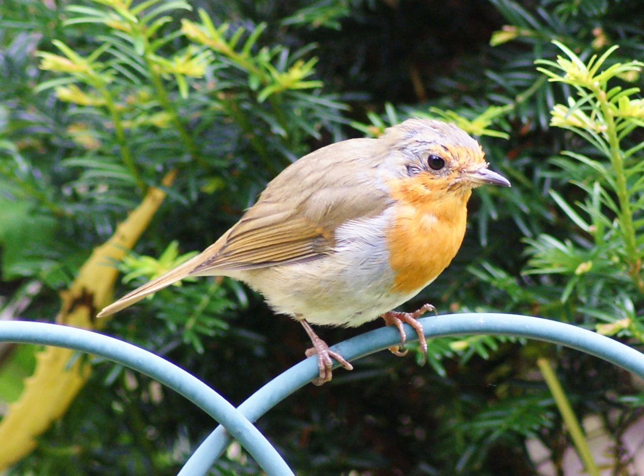 Robin