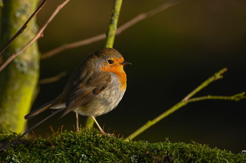 Robin Foto & Bild | tiere, wildlife, wild lebende vögel Bilder auf ...