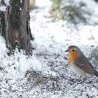 Robin