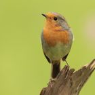 Robin