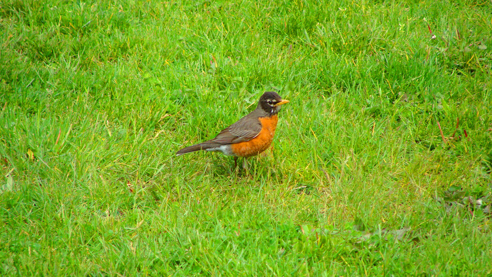 Robin